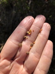 Arctostaphylos rudis