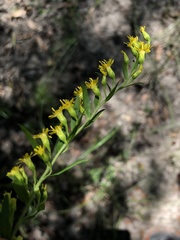 Solidago leavenworthii