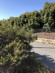 Arctostaphylos rudis