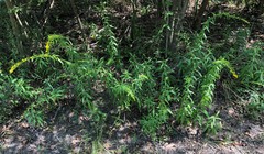 Solidago leavenworthii
