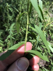 Solidago leavenworthii