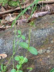 Veronica serpyllifolia serpyllifolia
