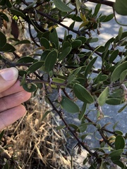 Arctostaphylos rudis