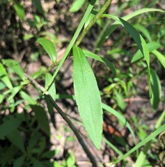 Solidago leavenworthii