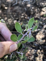 Arctostaphylos rudis