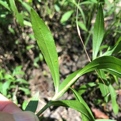 Solidago leavenworthii