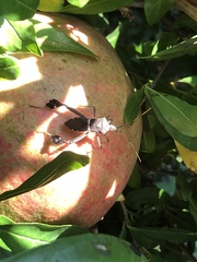 Leptoglossus zonatus