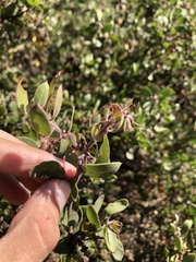 Arctostaphylos rudis