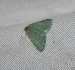 Xerochlora mesotheides