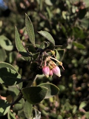 Arctostaphylos rudis