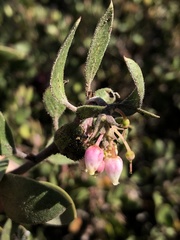 Arctostaphylos rudis