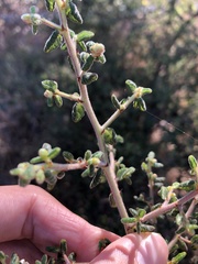 Ceanothus impressus nipomensis