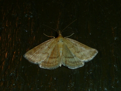 Psammotis pulveralis