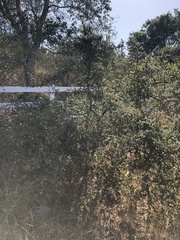 Ceanothus impressus nipomensis