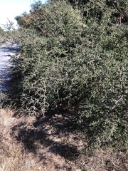 Ceanothus impressus nipomensis