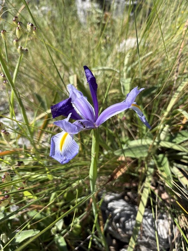 Avistamiento Iris azul de las marismas (Iris xiphium)