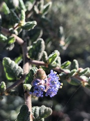 Ceanothus impressus nipomensis