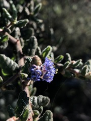 Ceanothus impressus nipomensis