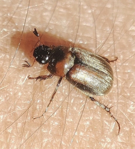 Triodontella