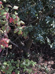 Ceanothus impressus nipomensis
