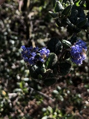 Ceanothus impressus nipomensis