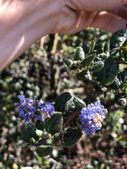 Ceanothus impressus nipomensis
