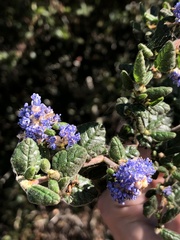 Ceanothus impressus nipomensis