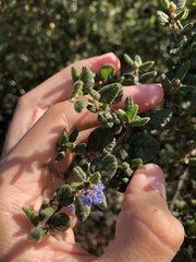 Ceanothus impressus nipomensis
