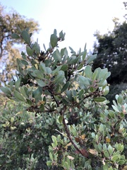 Arctostaphylos rudis