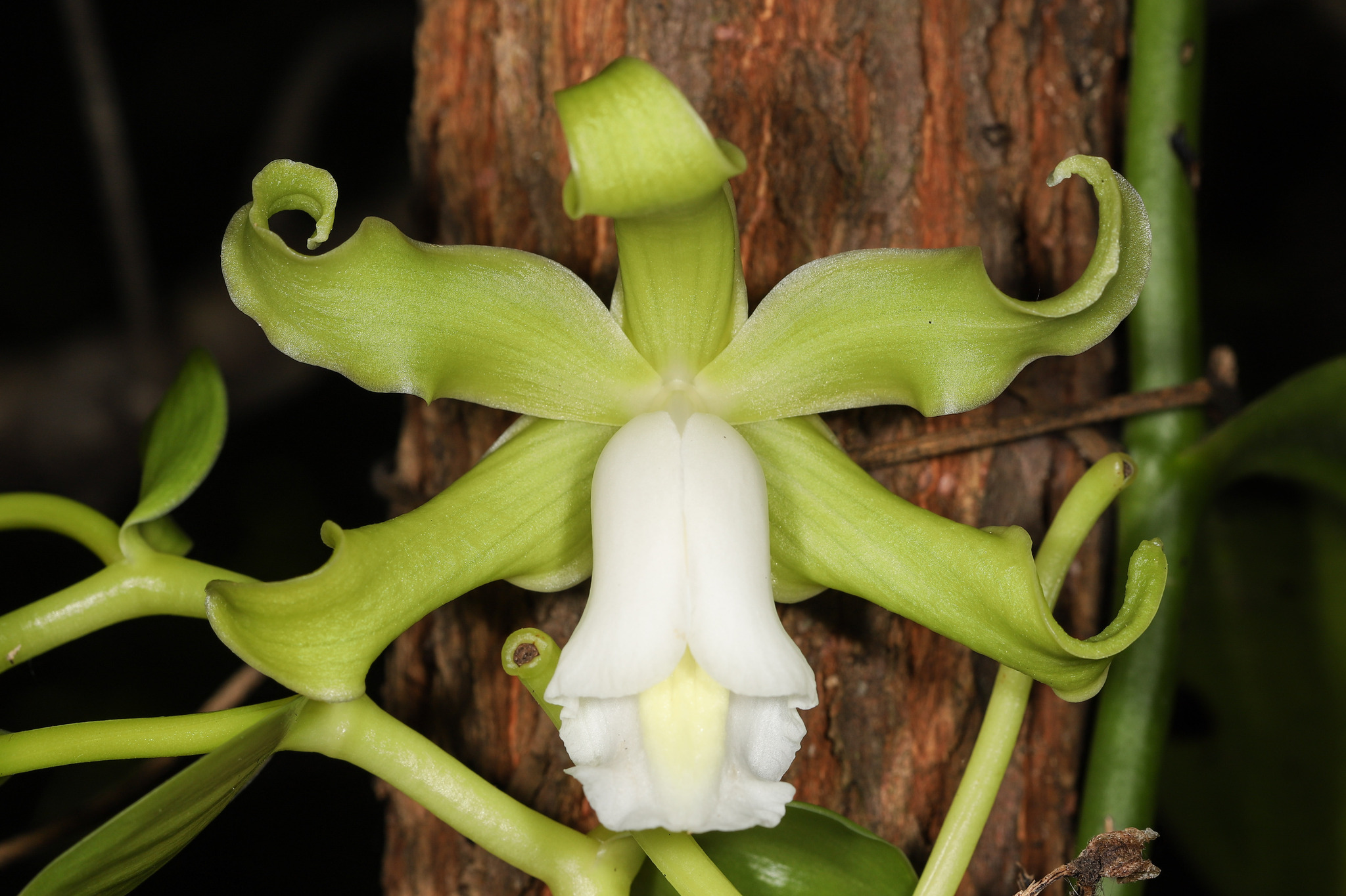 Vanilla mexicana