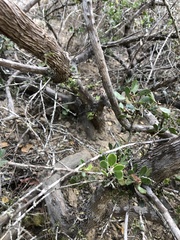 Arctostaphylos rudis