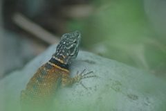 Sceloporus ornatus