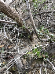 Arctostaphylos rudis