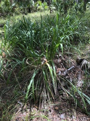 Tripsacum dactyloides