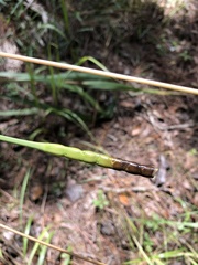 Tripsacum dactyloides