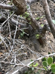 Arctostaphylos rudis