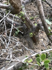 Arctostaphylos rudis