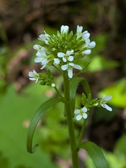 Arabis eschscholtziana, photograph (c) Timothy McNitt, some rights reserved (CC BY)