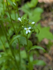 Arabis eschscholtziana, photograph (c) Timothy McNitt, some rights reserved (CC BY)