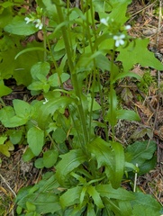 Arabis eschscholtziana, photograph (c) Timothy McNitt, some rights reserved (CC BY)