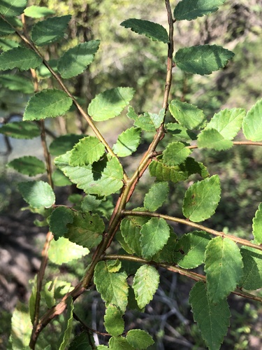Ulmus crassifolia image
