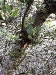 Arctostaphylos rudis