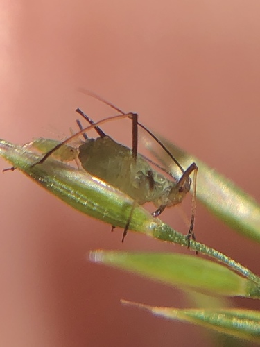 English Grain Aphid photo 4