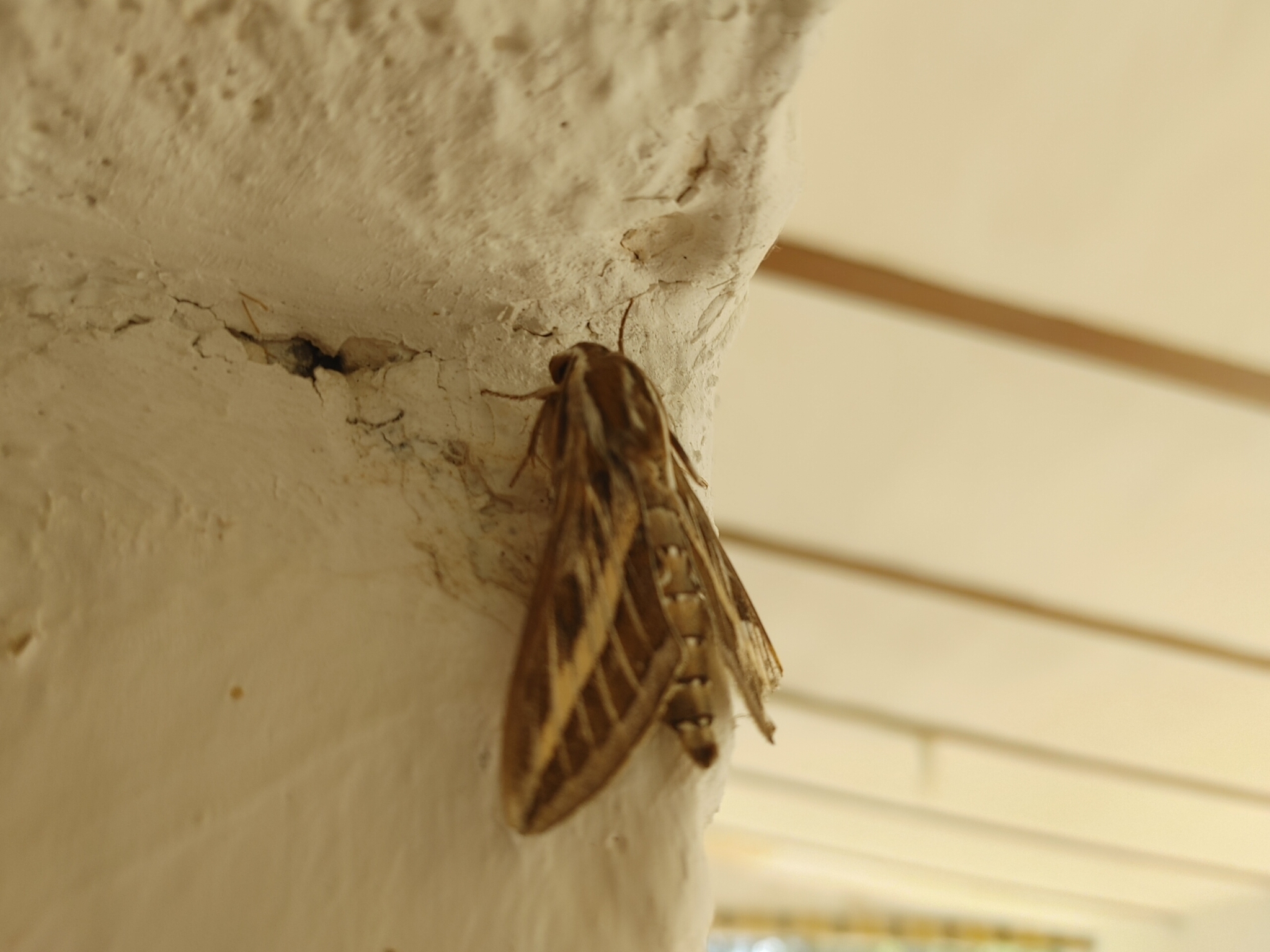 Hyles livornica