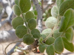 Chirimoya (Cyrtocarpa edulis)