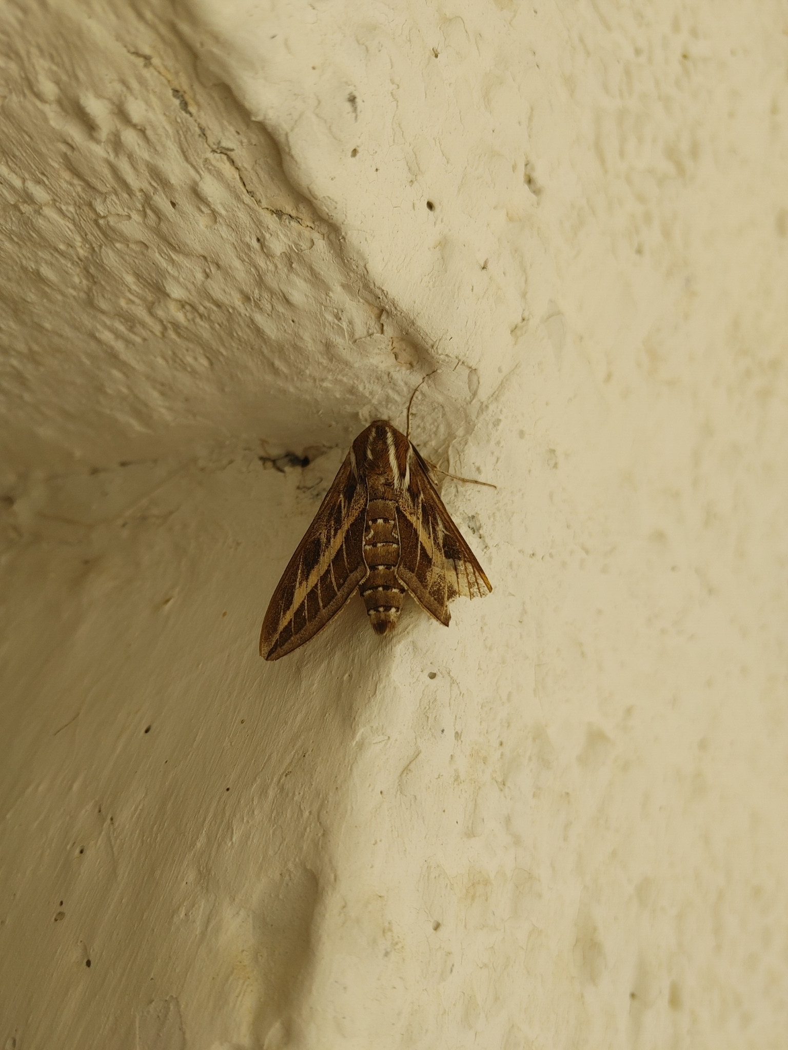 Hyles livornica