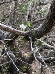 Arctostaphylos rudis