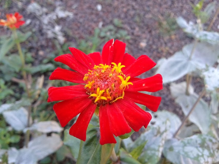 Zinnia elegans