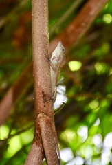 Anolis allogus