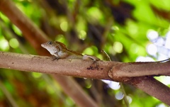 Anolis allogus
